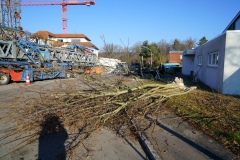 2025.02.08-007-Baumfaellung-Tennishalle-copy